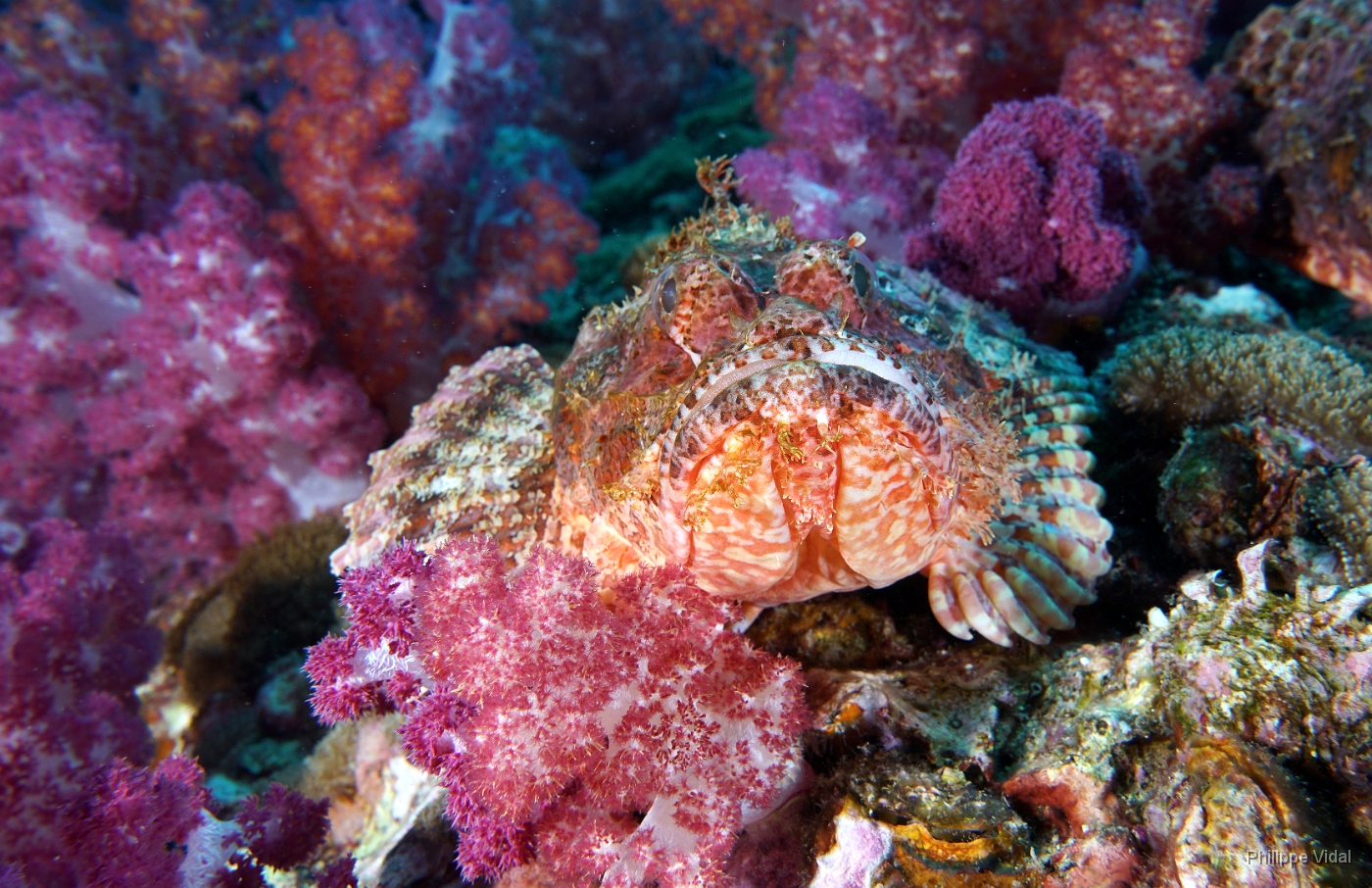 Birmanie - Mergui - 2018 - DSC03201 - Tasseled scorpionfish - Poisson scorpion a houpe - Scorpaenopsis oxycephala.jpg